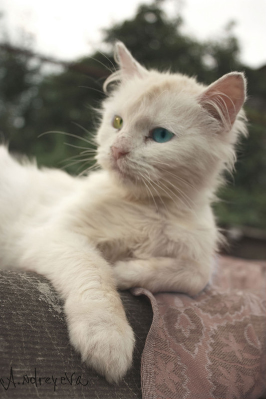 Фотографія А вы мне верите? / Анна Андреева / photographers.ua