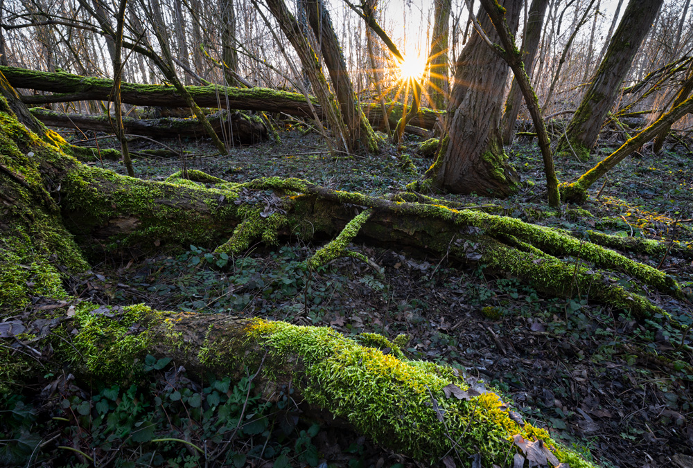 Фотографія Смарагдовий вечір / Артем Тарасов / photographers.ua
