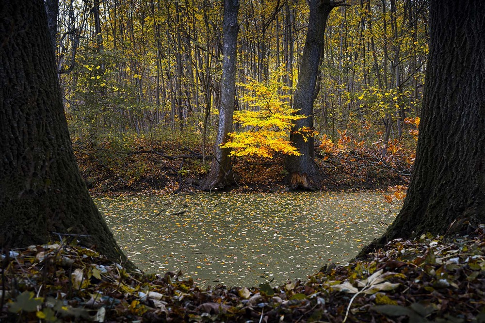 Фотографія Тиша осіннього вечора / Артем Тарасов / photographers.ua