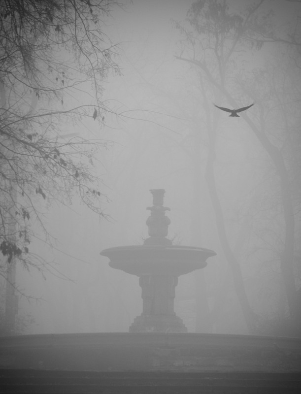 Фотографія The Raven. Nevermore ... / Vadim Skapenko (Bucha) / photographers.ua
