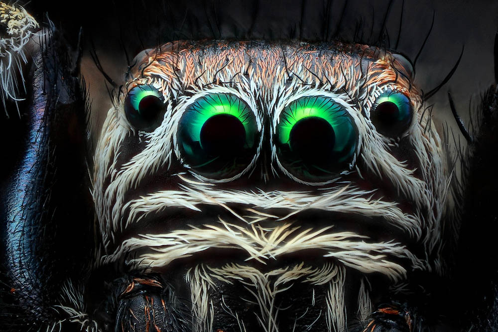 Фотографія Паучок. / Костя Ермаков / photographers.ua