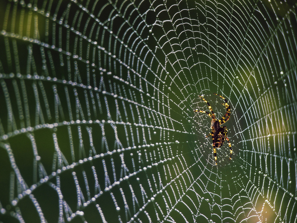 Фотографія Мережевий адміністратор / Observer / photographers.ua