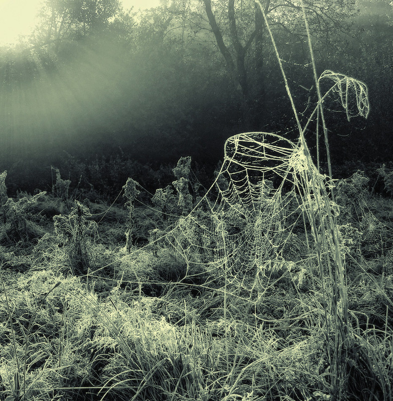 Фотографія Павуче царство / Observer / photographers.ua