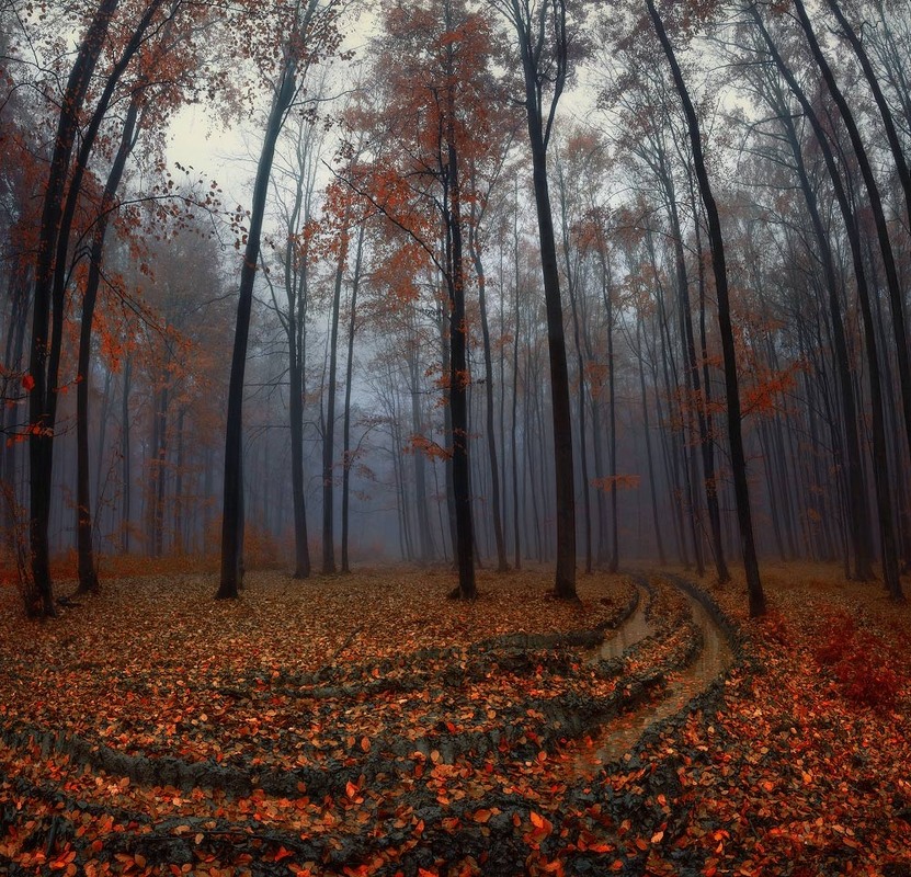 Фотографія Осінь у лісі / Observer / photographers.ua