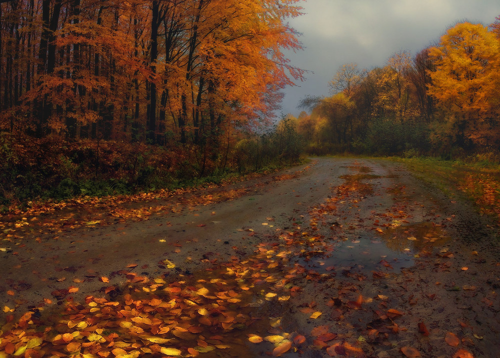 Фотографія Пізня осінь. Після дощу. / Observer / photographers.ua