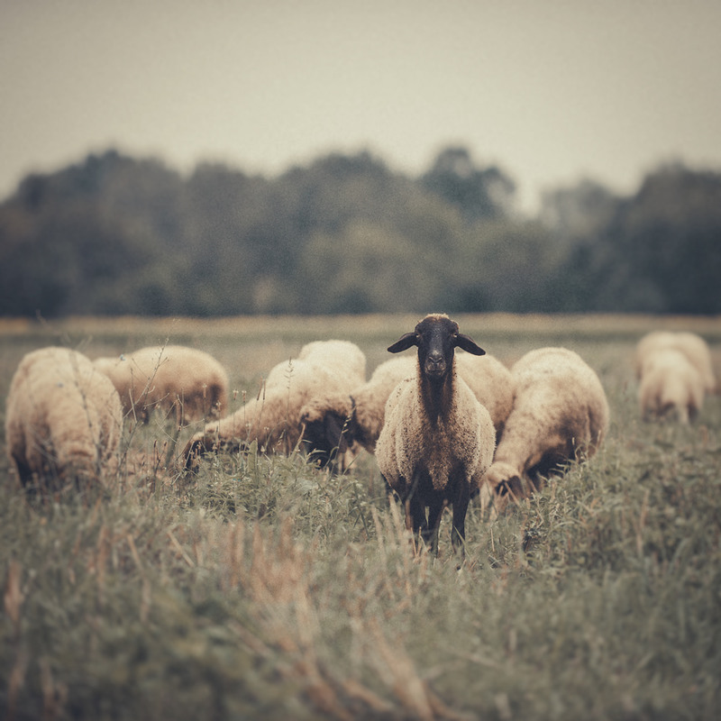 Фотографія The Black Sheep / © Kalynsky / photographers.ua