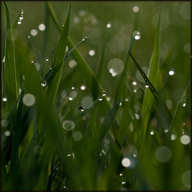 Фотографія Макро / Роман Чиж / photographers.ua