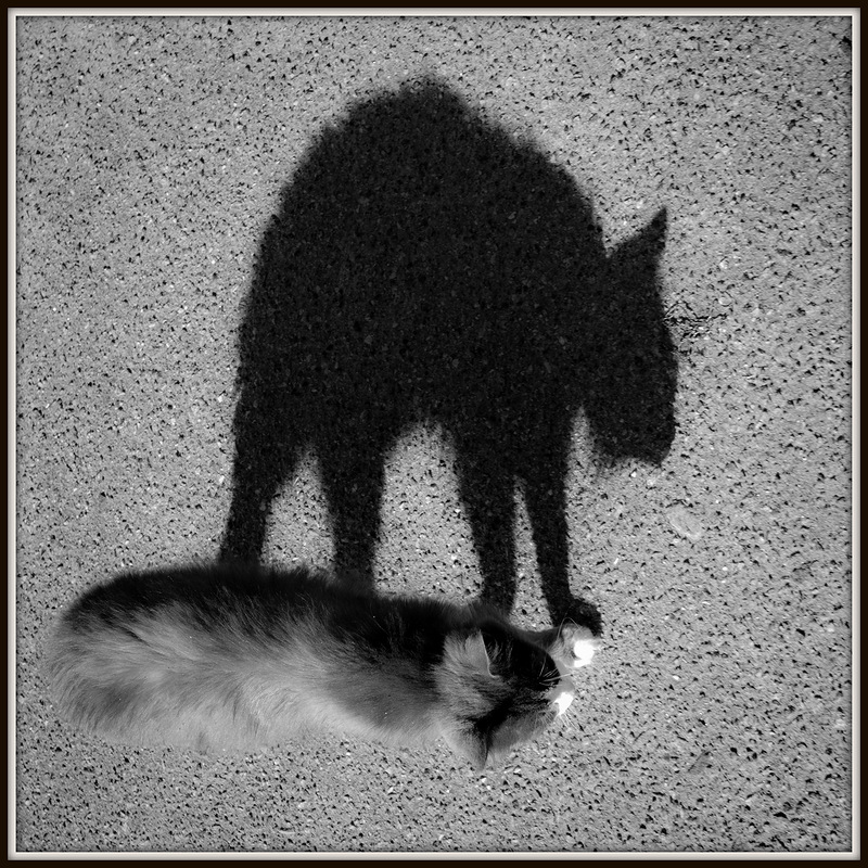 Фотографія "страшнее кошки зверя нет" №2) / Роман Чиж / photographers.ua
