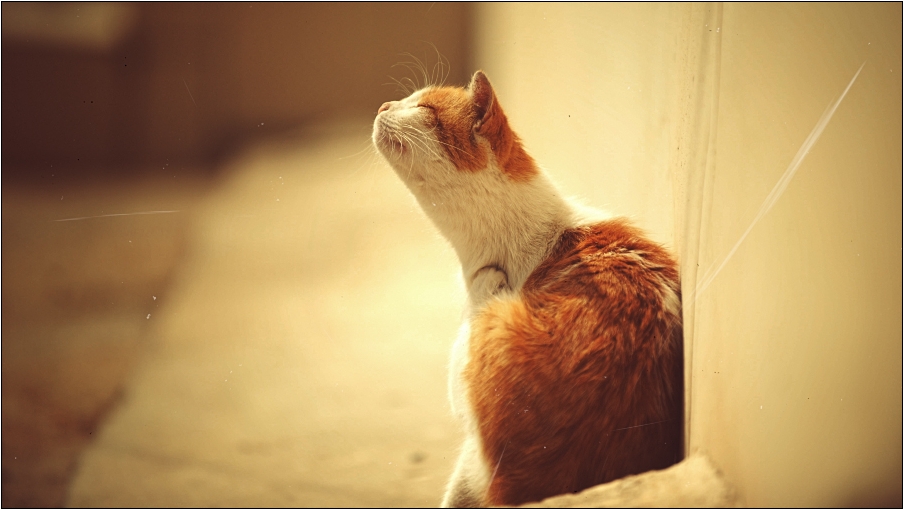 Фотографія С днем кошек! / Mymriya / photographers.ua