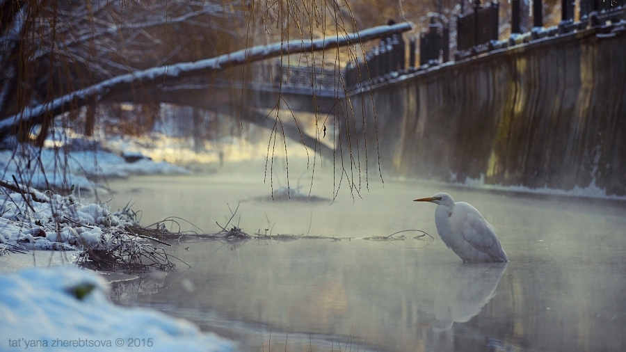 Фотографія Зимнее утро / Mymriya / photographers.ua