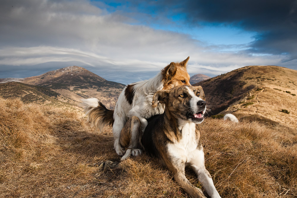 Фотографія г. Петрос і справжня собача любов на висоті 1700м / Андрій Bramms / photographers.ua