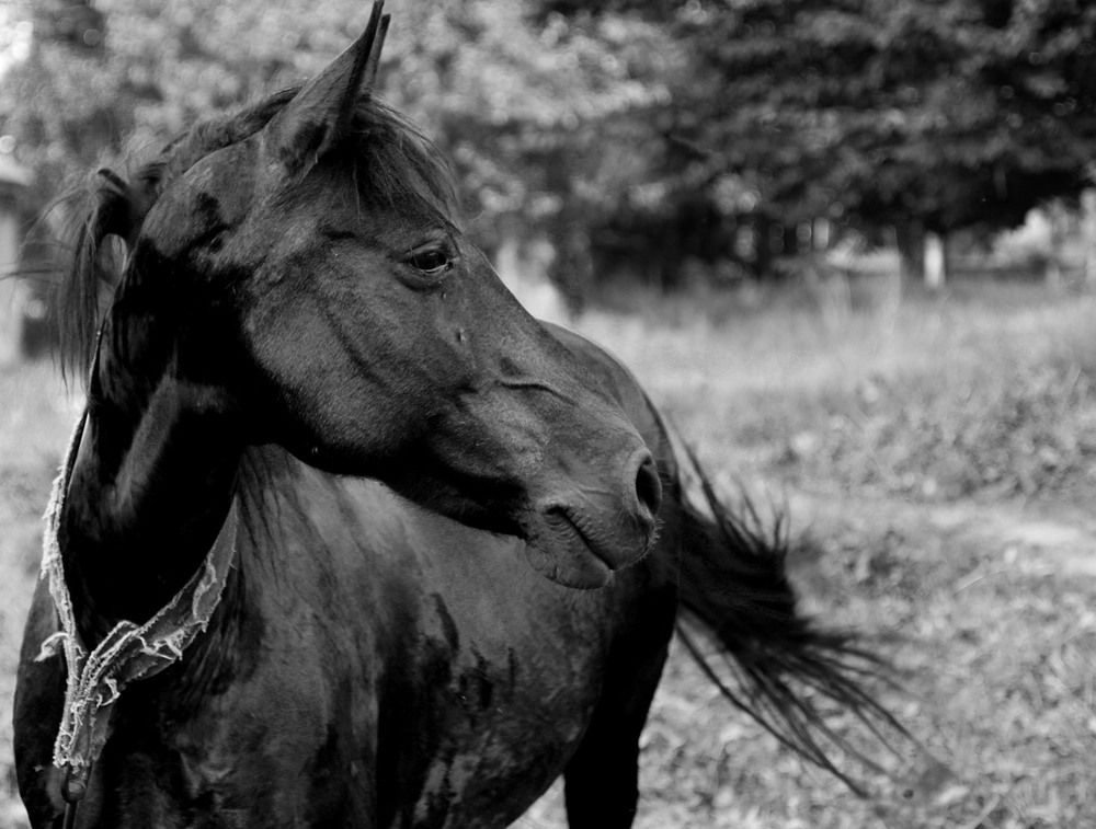 Фотографія Циганський кінь / Віталій Слесаренко / photographers.ua