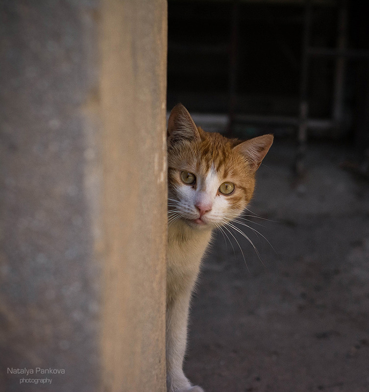 Фотографія Чисто одесский кот / Наталья Панкова / photographers.ua