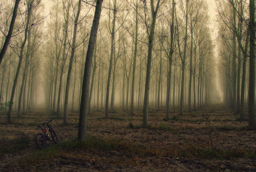 Фотографія Таинственный лес! / Андрей Гор! / photographers.ua
