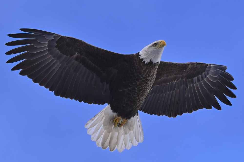 Фотографія Орлан білоголовий / Mykola Swarnyk / photographers.ua