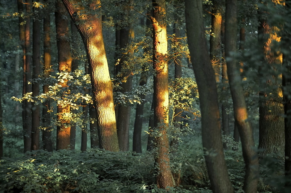 Фотографія "Спогади про літо..." / Andrii Kurinnyi / photographers.ua
