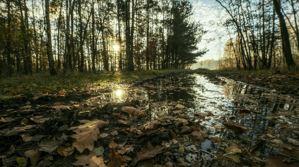 Фотографія *** / Andrii Kurinnyi / photographers.ua