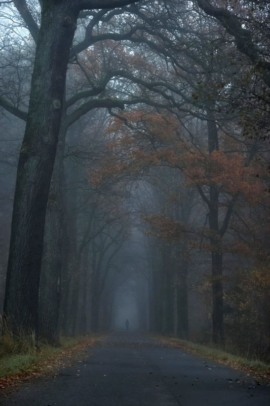 Фотографія Назустріч туману... / Andrii Kurinnyi / photographers.ua