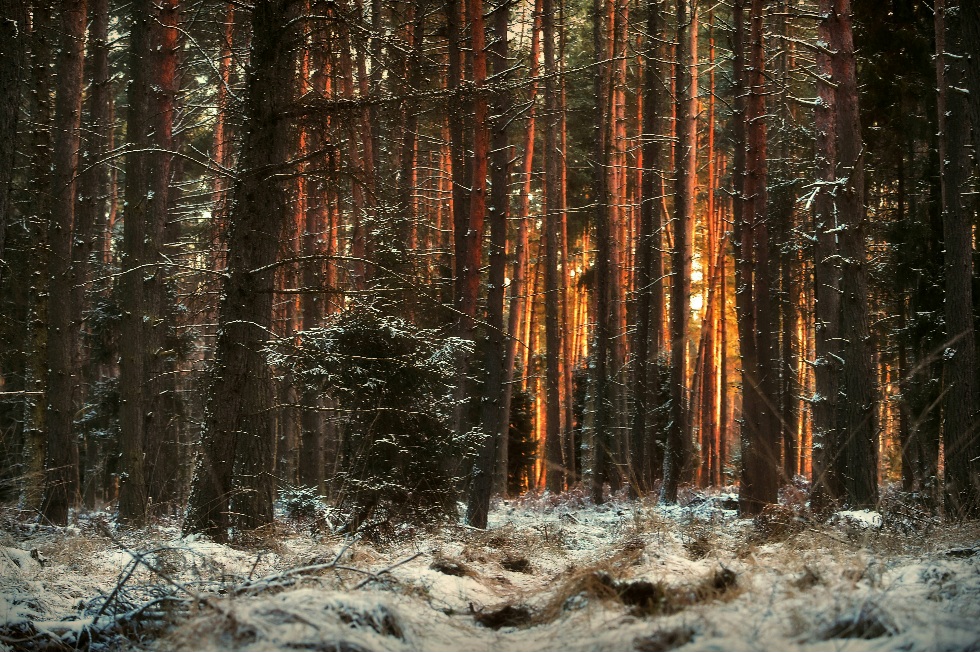 Фотографія *** / Andrii Kurinnyi / photographers.ua