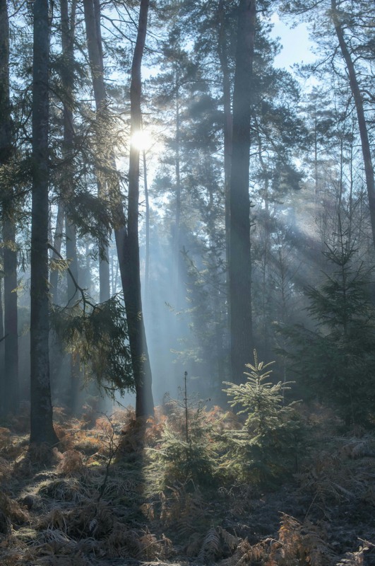 Фотографія “Your light” / Andrii Kurinnyi / photographers.ua