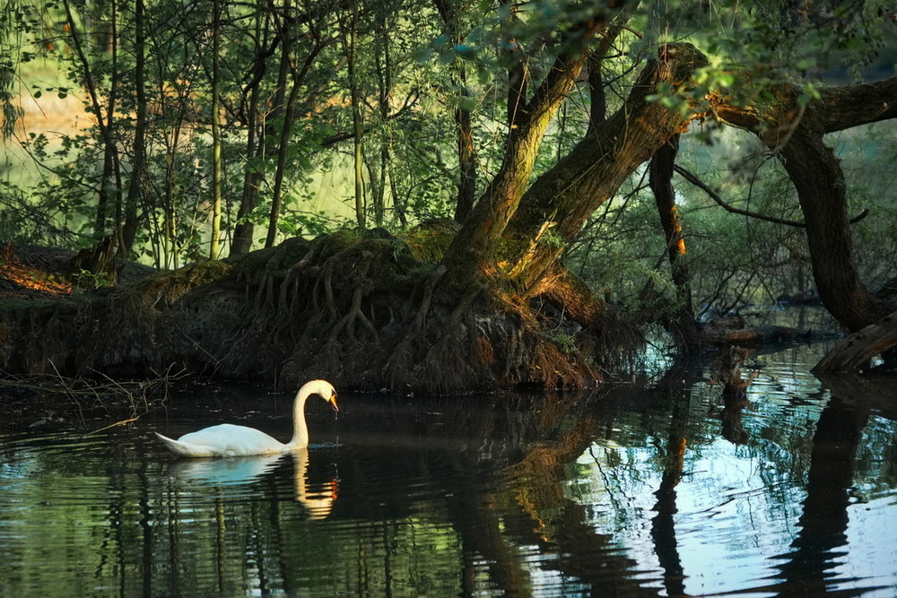 Фотографія *** / Andrii Kurinnyi / photographers.ua
