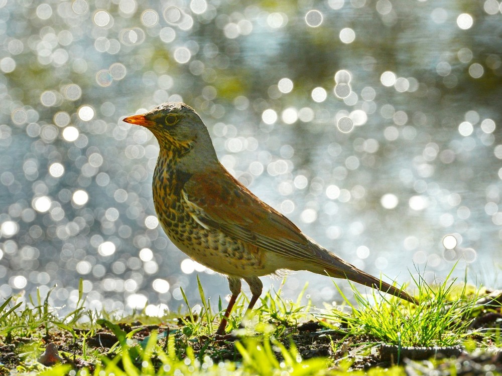 Фотографія *** / Andrii Kurinnyi / photographers.ua