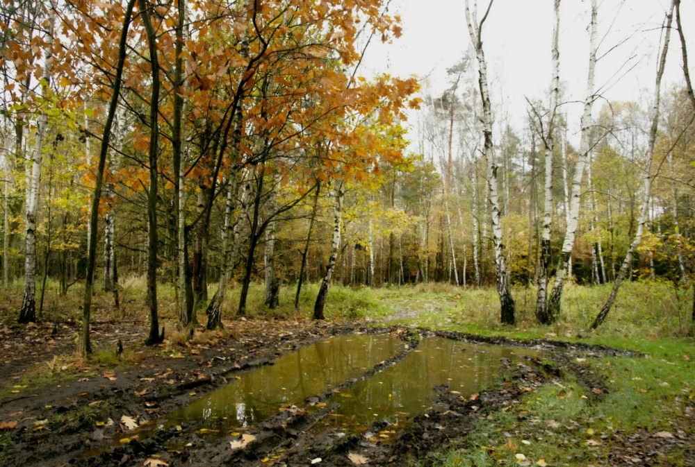 Фотографія *** / Andrii Kurinnyi / photographers.ua