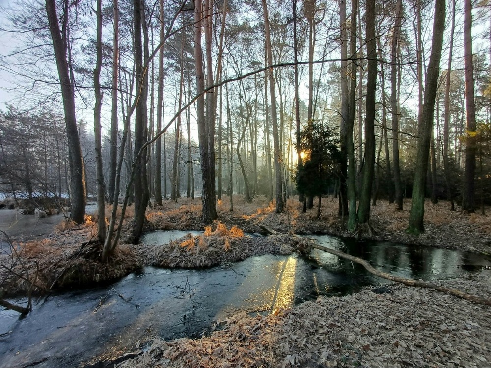Фотографія Ранкова... / Andrii Kurinnyi / photographers.ua
