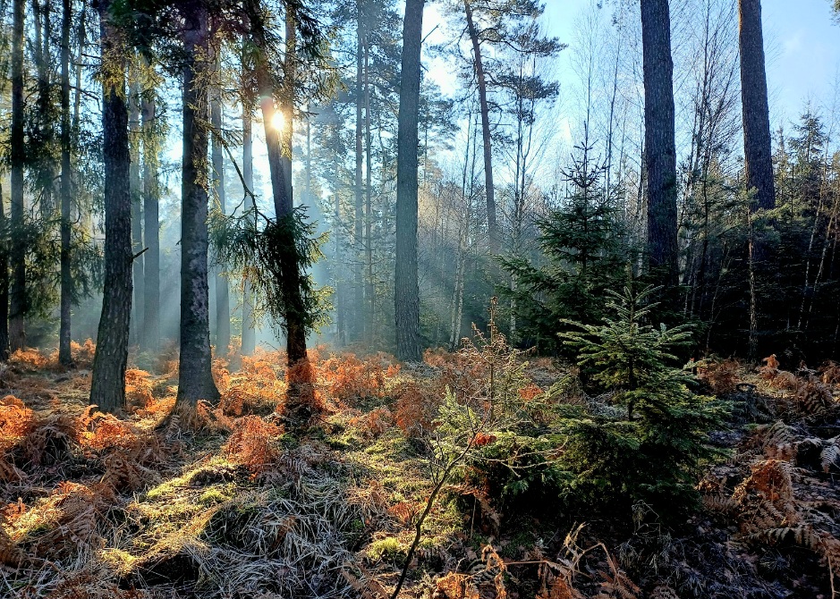 Фотографія "Ранкова", або, "Golden dust of eternity" / Andrii Kurinnyi / photographers.ua