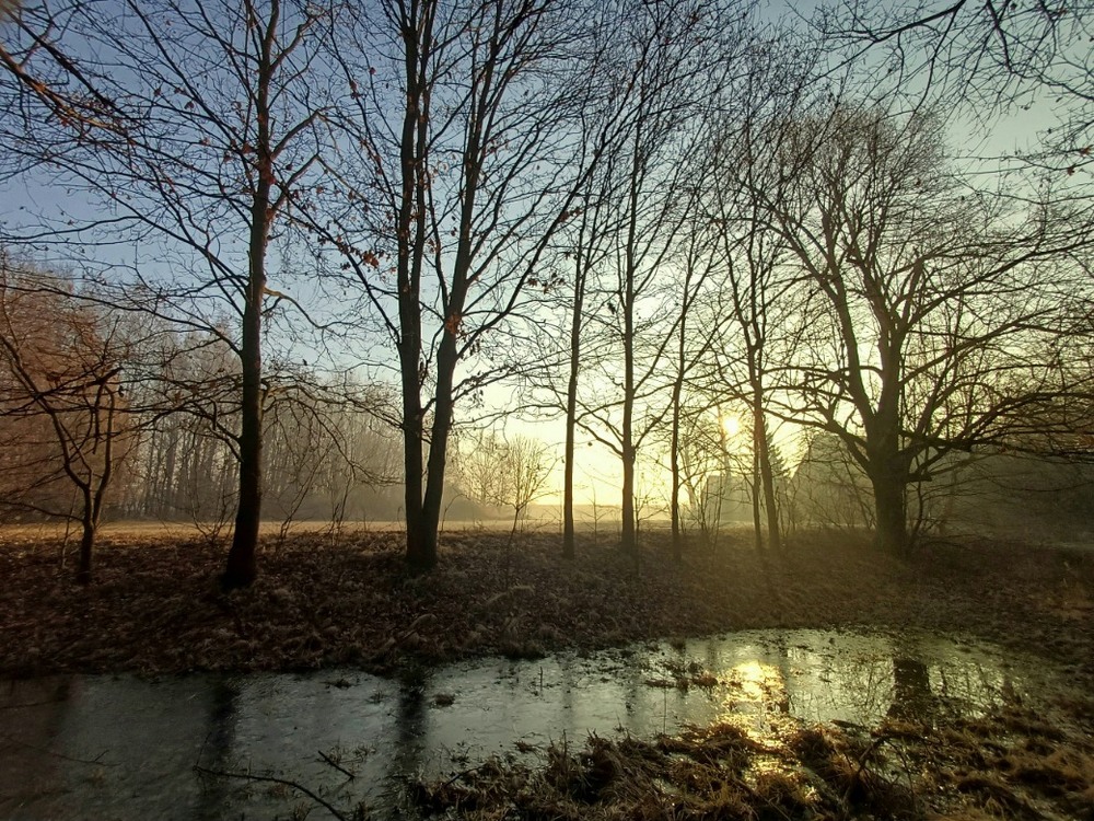 Фотографія "Light in the Silence of Trees" / Andrii Kurinnyi / photographers.ua