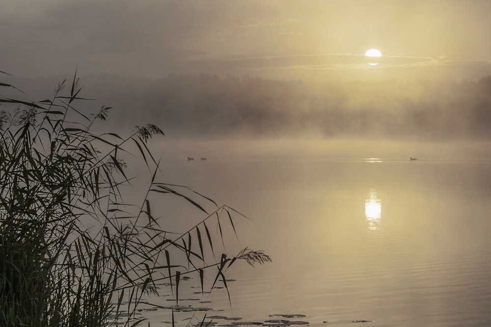 Фотографія *** / Andrii Kurinnyi / photographers.ua