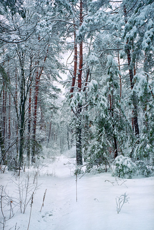 Фотографія А снег идет.... / Александр, Позняков / photographers.ua