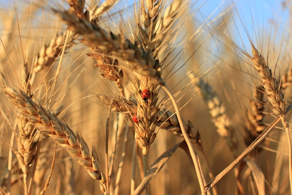 Фотографія Fields of gold / Tenderta / photographers.ua