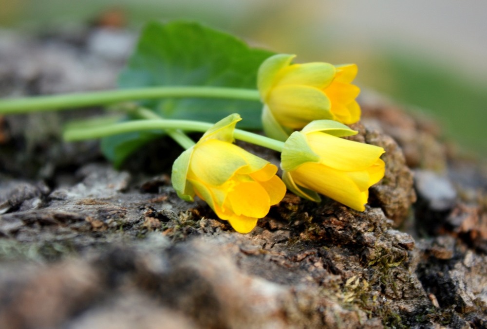 Фотографія Spring flowers / Tenderta / photographers.ua