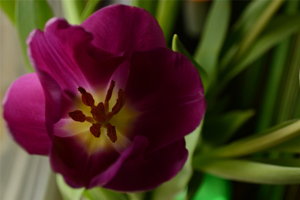 Фотографія C 8 МАРТА НАС!!!!!!МНОГО ЦВЕТОВ И УЛЫБОК В ЭТОТ ДЕНЬ :) / Виктория / photographers.ua