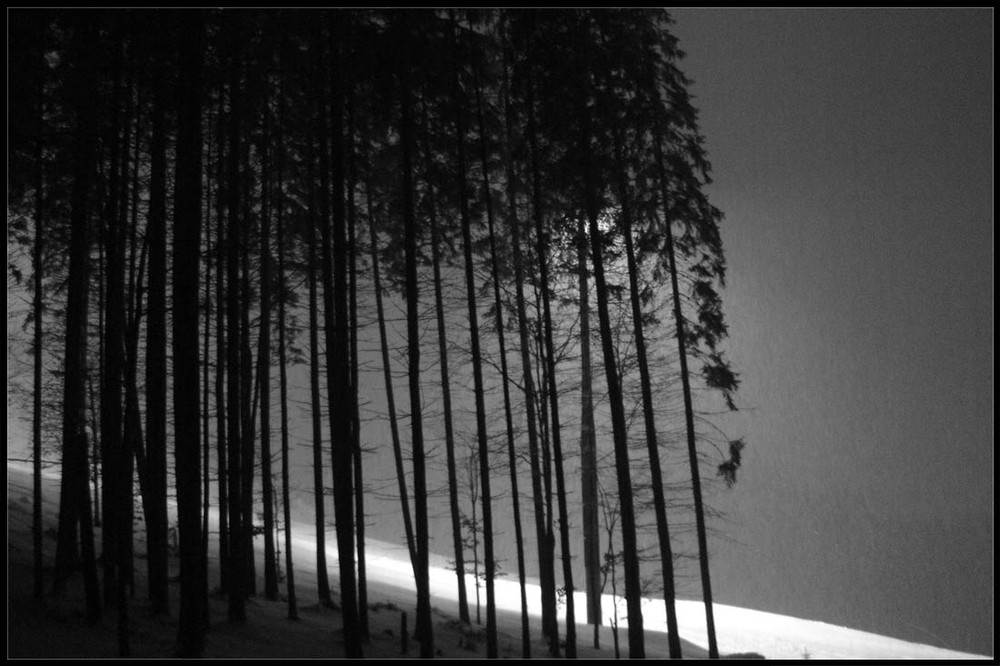 Фотографія Зимний лес / Igor Pukhnatyy / photographers.ua