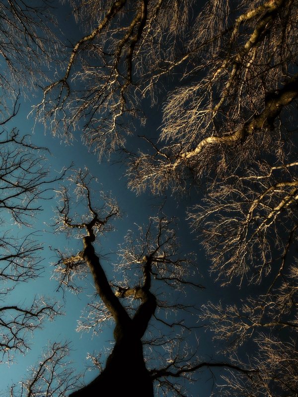 Фотографія Гдето в темном лесу... / Серж / photographers.ua
