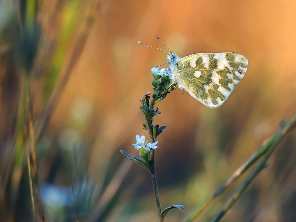 Фотографія Макро / Серж / photographers.ua