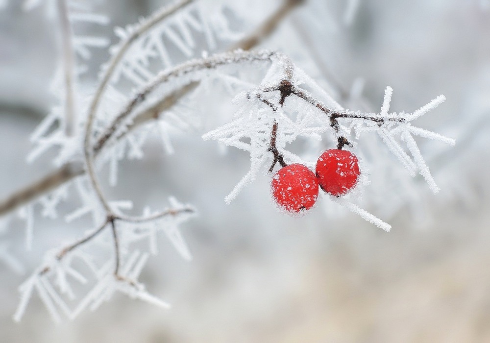Фотографія Контрасты зимы / Серж / photographers.ua