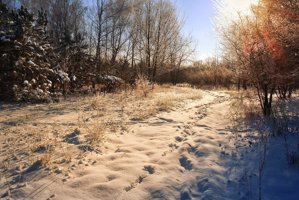 Фотографія Зимними тропами / Серж / photographers.ua