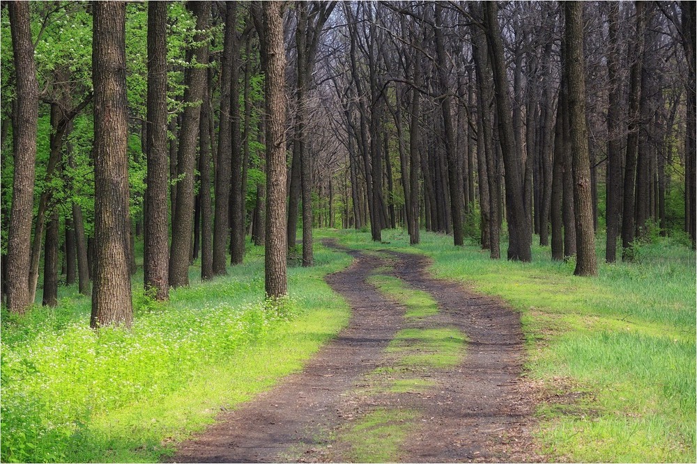 Фотографія В весенний лес / Серж / photographers.ua