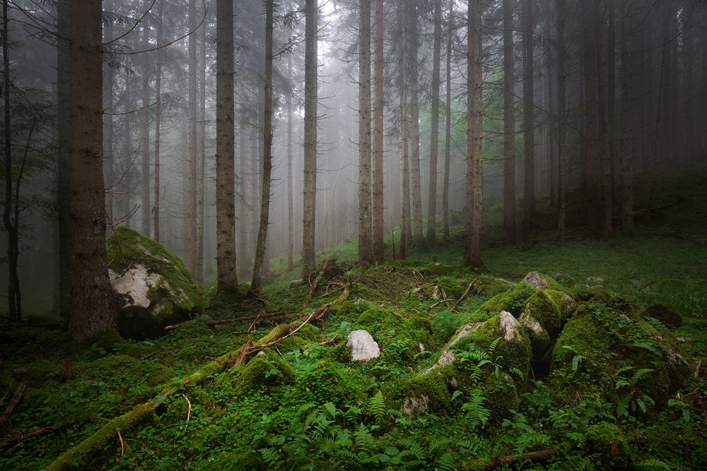 Фотографія альпийский лес / ФАБЬЯН / photographers.ua