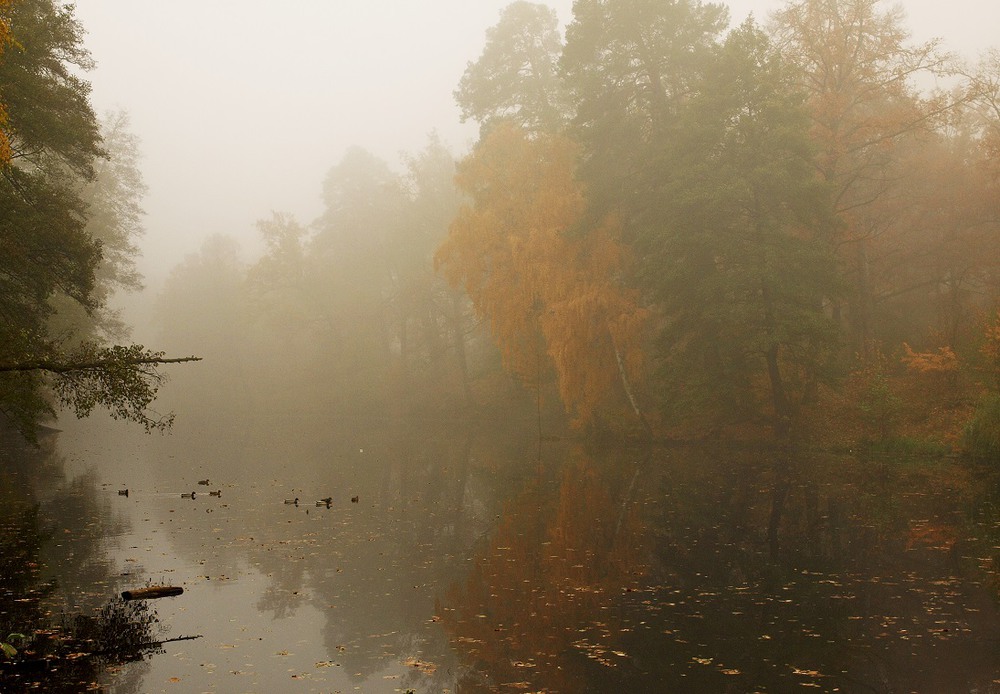 Фотографія Туманное ноябрьское утро... / Marie Michel / photographers.ua