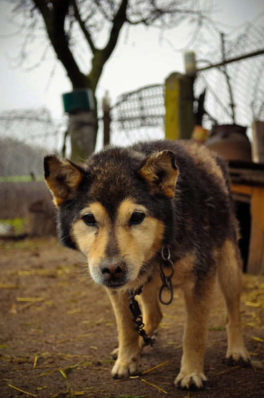 Фотографія Старый пёс / Евгений Деретюк / photographers.ua