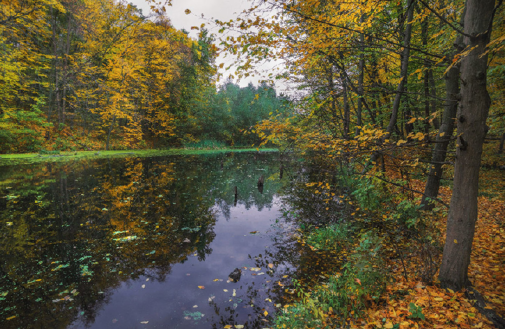 Фотографія Осень / Артем Маковский / photographers.ua