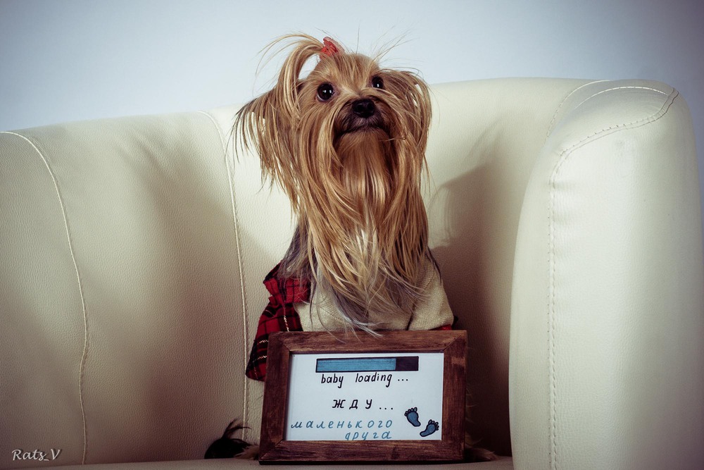 Фотографія В ожидании друга )) / Виталий Рац / photographers.ua