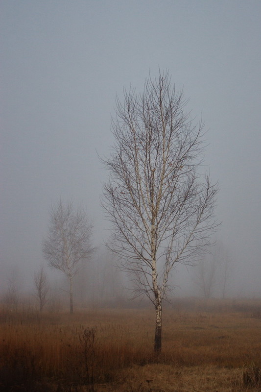Фотографія Про березу и туман / Asgreen / photographers.ua