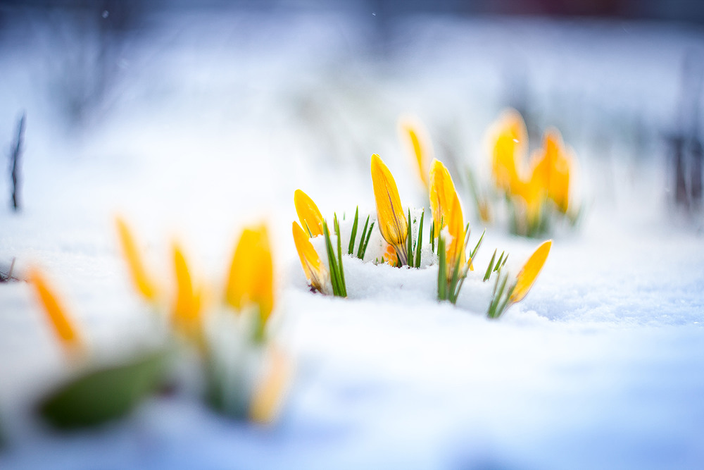 Фотографія весна...удивлённый шафран / Светлана Довгая Рубис / photographers.ua