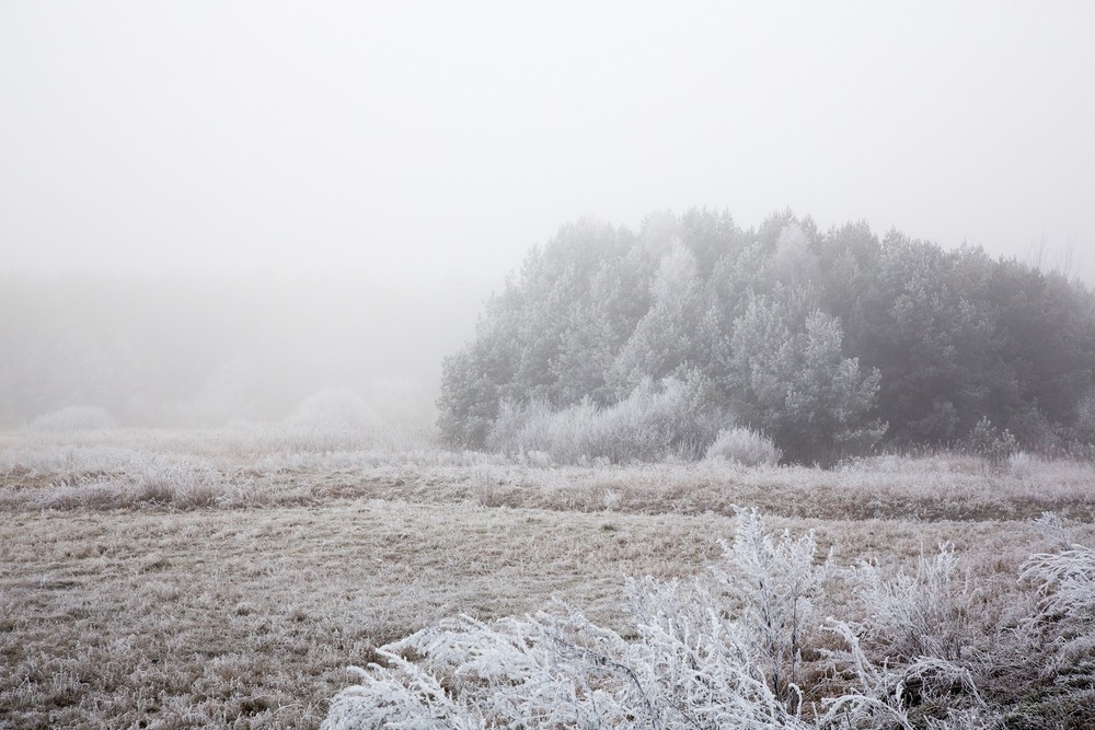 Фотографія туманно-морозний ранок / дубовец василий иванович / photographers.ua