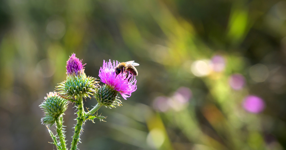 Фотографія Бджола та квітка / Віктор Груша / photographers.ua